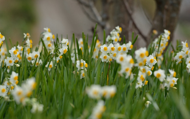 Flowers grass tree field bokeh free wallpaper for desktop - medium preview image