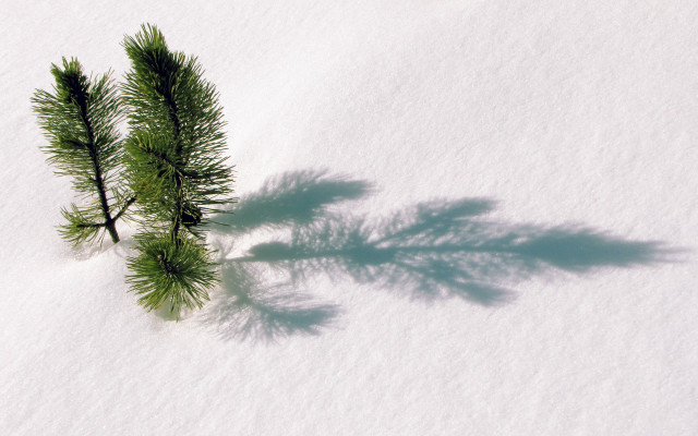 Small tree shadow snow bamboo free wallpaper for desktop - medium preview image