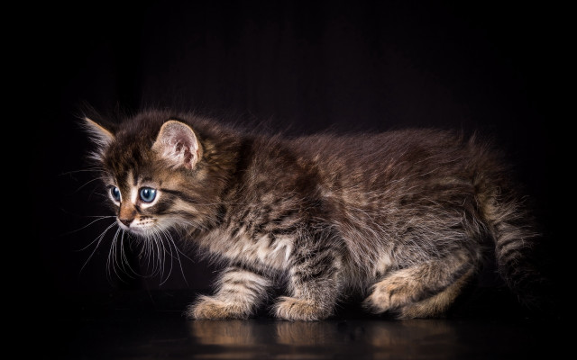 Small kitten blue eyes black #2 free wallpaper for desktop - medium preview image