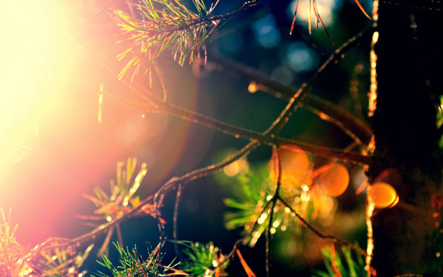 Pine tree sunshine branch bokeh free wallpaper for desktop - medium preview image