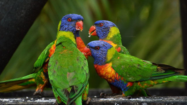Colorful birds puzzle blurry background free wallpaper for desktop - medium preview image