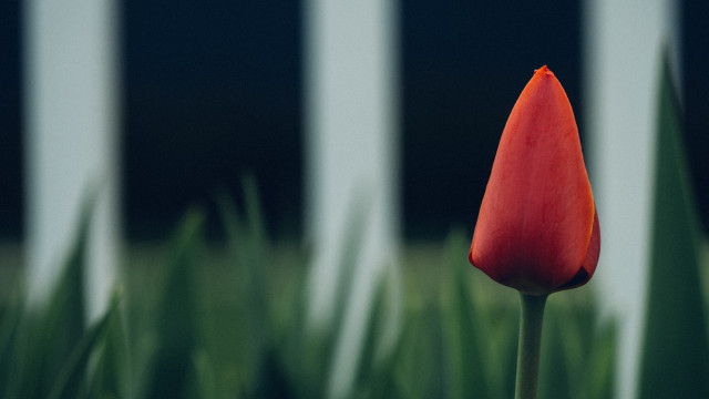 Red flower white fence shallow free wallpaper for desktop - medium preview image