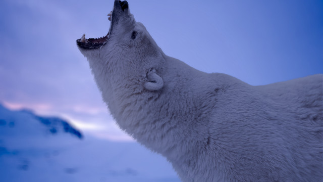 Polar bear mouth open furry free wallpaper for desktop - medium preview image
