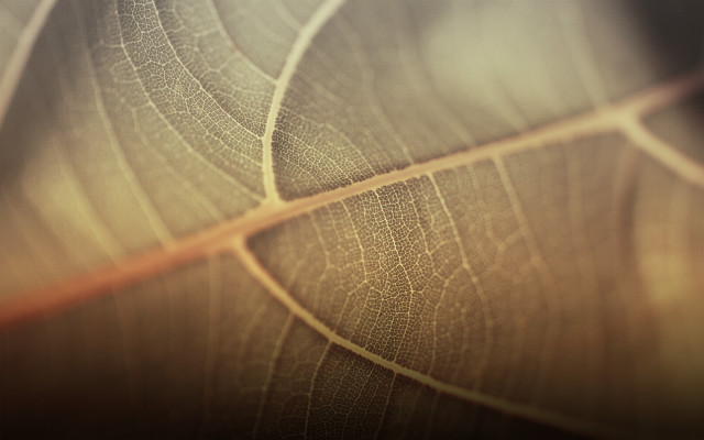 Leaf macro blurry background naturalism free wallpaper for desktop - medium preview image