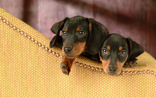 Two dogs yellow couch surrealism free wallpaper for desktop - medium preview image