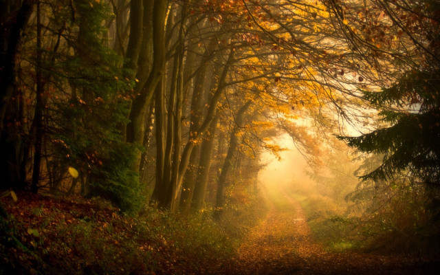Path woods trees leaves light free wallpaper for desktop - medium preview image