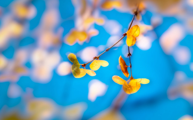 Yellow flowers branch blurry background free wallpaper for desktop - medium preview image
