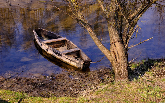 Small boat tree water edge free wallpaper for desktop - medium preview image