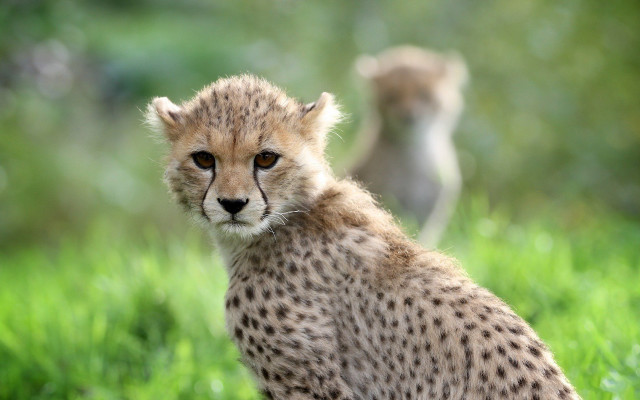 Cheetah grass bokeh nature outdoors free wallpaper for desktop - medium preview image