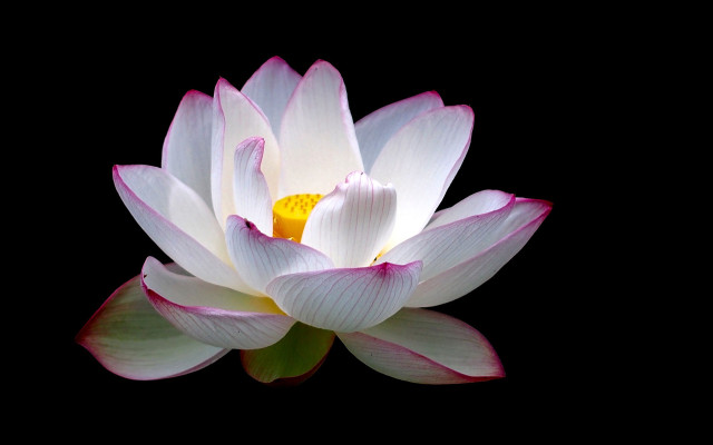 White pink flower yellow center free wallpaper for desktop - medium preview image