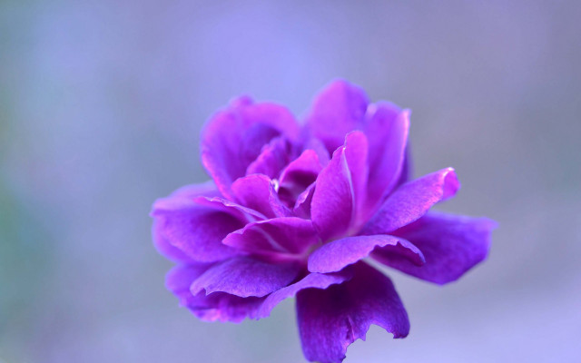 Purple flower blurry background macro free wallpaper for desktop - medium preview image