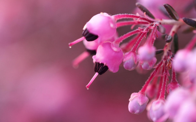 Pink flower macro art blurry free wallpaper for desktop - medium preview image