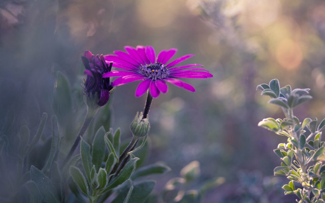 Purple flower field vague background free wallpaper for desktop - medium preview image