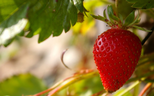 Strawberry closeup leaves bokeh impressionism free wallpaper for desktop - medium preview image