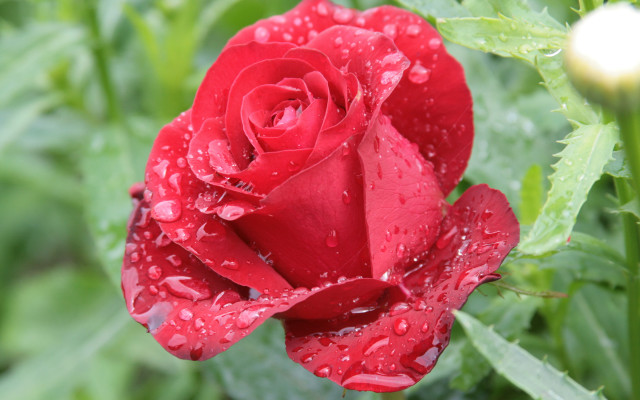 Red rose water droplets macro #25 free wallpaper for desktop - medium preview image