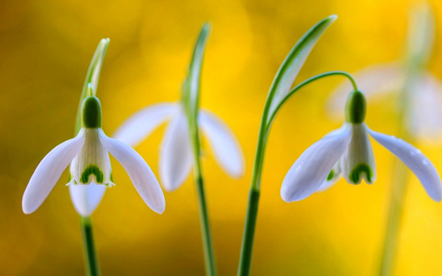 White flowers vase yellow background free wallpaper for desktop - medium preview image