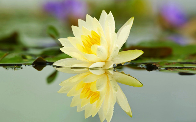Yellow flower lake green plant free wallpaper for desktop - medium preview image