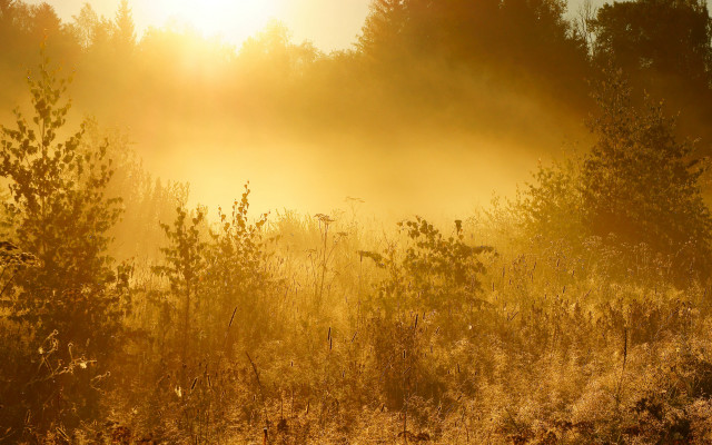 Autumn foggy field trees sunset free wallpaper for desktop - medium preview image