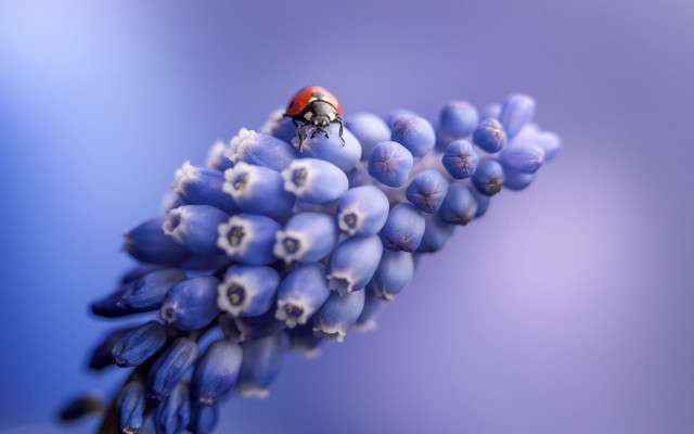 Ladybug blueflower stem whiteflowers bluebackground free wallpaper for desktop - medium preview image