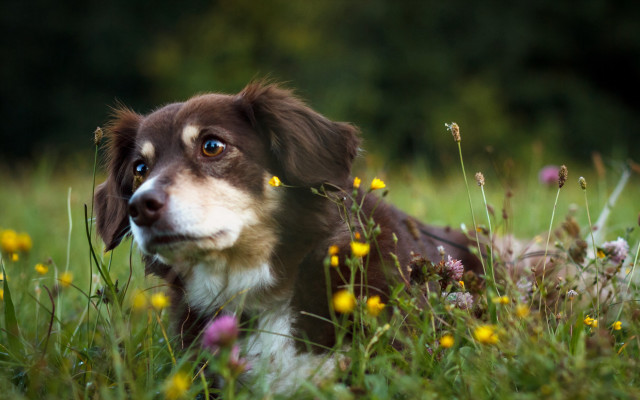 Dog flower field blue eyes free wallpaper for desktop - medium preview image