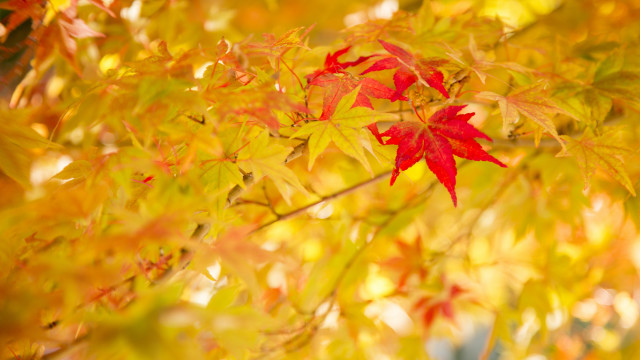 Red leaf autumn blurry background #2 free wallpaper for desktop - medium preview image