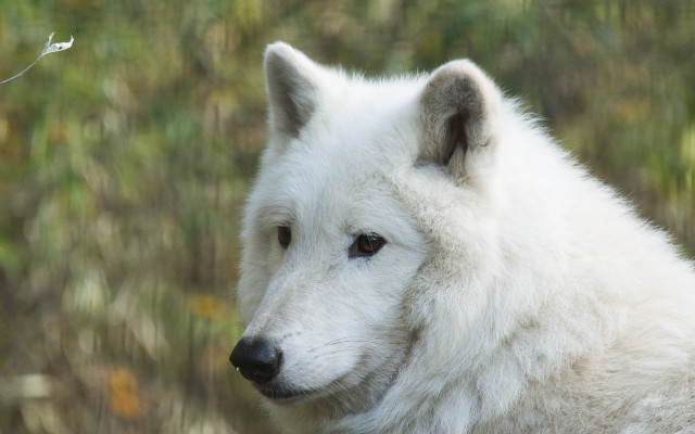 White wolf portrait field grass free wallpaper for desktop - medium preview image
