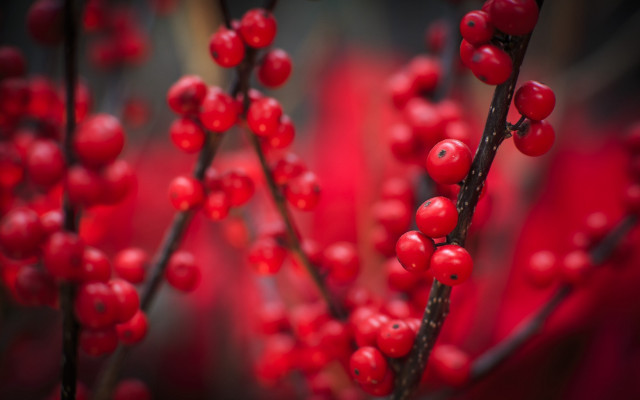 Berry blood cherry red flowers free wallpaper for desktop - medium preview image