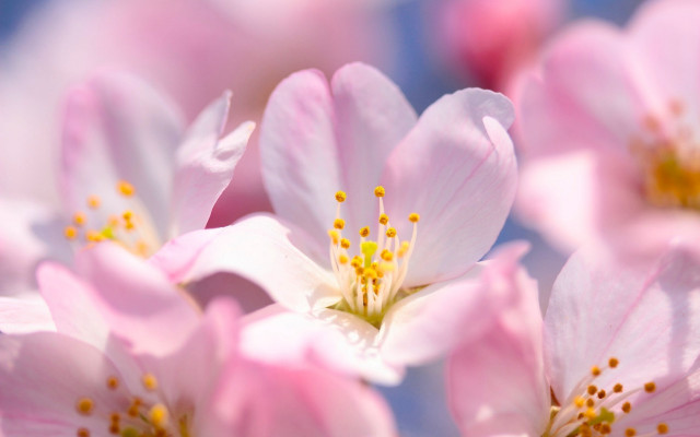 Pink flowers yellow stamens blue free wallpaper for desktop - medium preview image