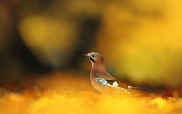 Bird ground grass leaves autumn free wallpaper for desktop - medium preview image