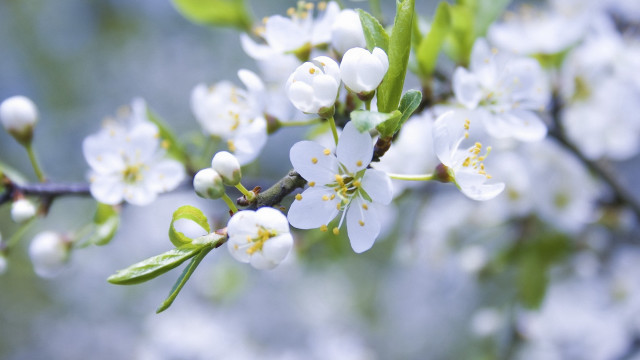 Spring flower branch bokeh white free wallpaper for desktop - medium preview image