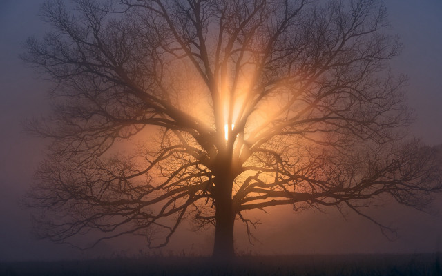 Foggy bare tree sunset volumetric free wallpaper for desktop - medium preview image