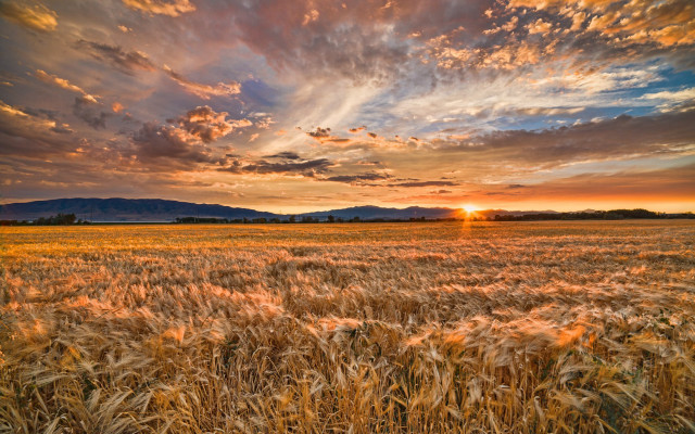Wheat field sunset mountains dusk free wallpaper for desktop - medium preview image