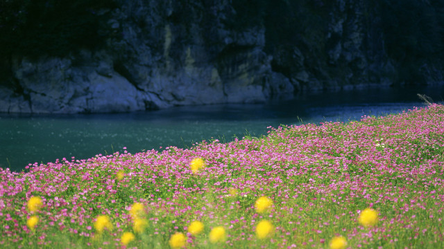 Flower field water cliff sky free wallpaper for desktop - medium preview image