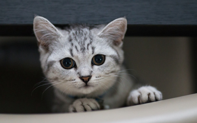 White cat blurry background depthofield free wallpaper for desktop - medium preview image