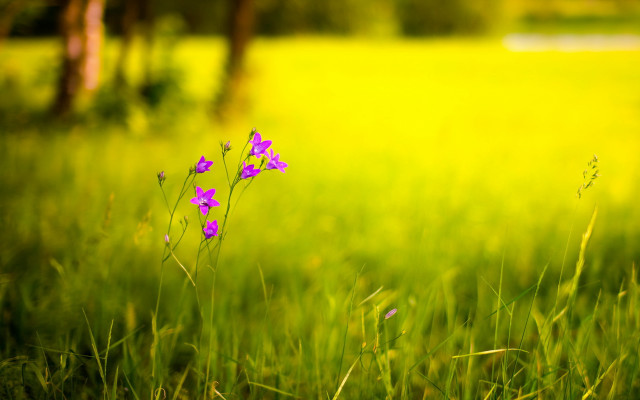 Purple flower green field bokeh free wallpaper for desktop - medium preview image