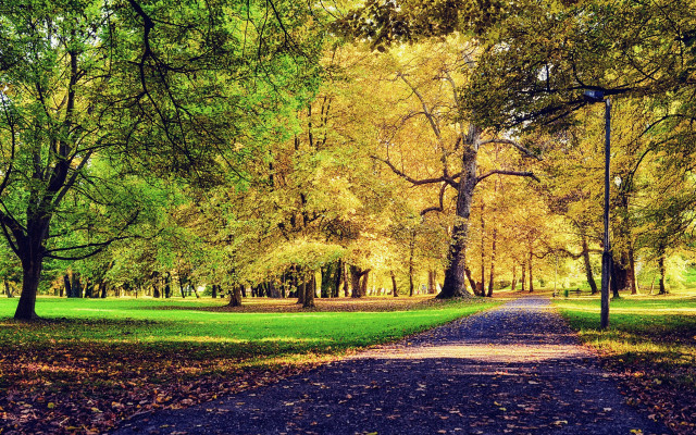 Park path trees leaves bench free wallpaper for desktop - medium preview image