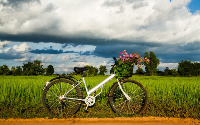 Bicycle flower basket field sky free wallpaper for desktop - medium preview image
