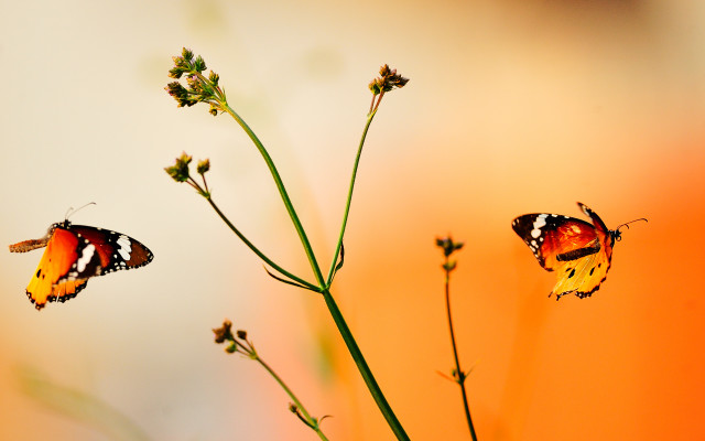 Butterflies plant yellow flowers red free wallpaper for desktop - medium preview image