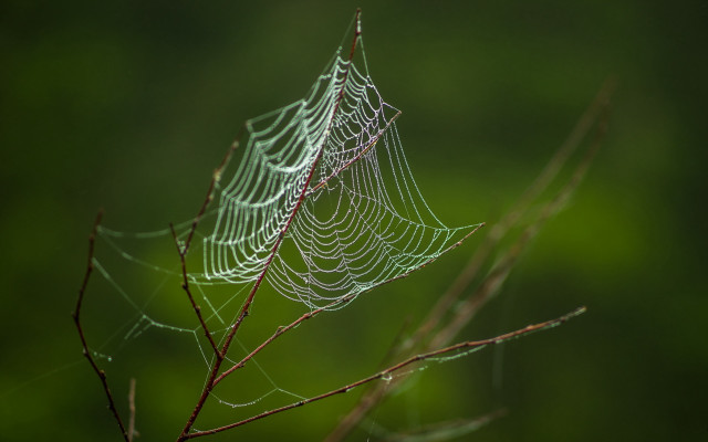 Spider web tree branch rain free wallpaper for desktop - medium preview image
