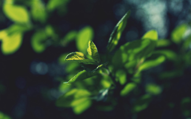 Green leafy plant blurry background free wallpaper for desktop - medium preview image