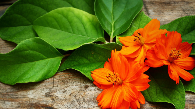 Flower leaf wooden surface closeup free wallpaper for desktop - medium preview image