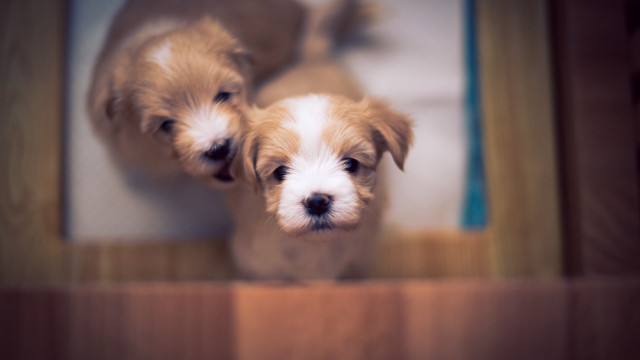 Puppies doorway shiba inu bokeh free wallpaper for desktop - medium preview image