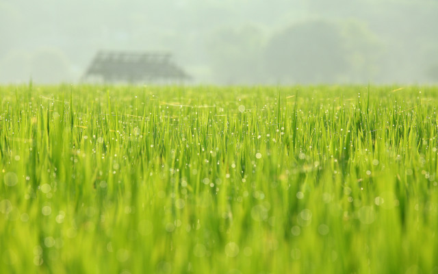 House dew grass tiltshift nature free wallpaper for desktop - medium preview image