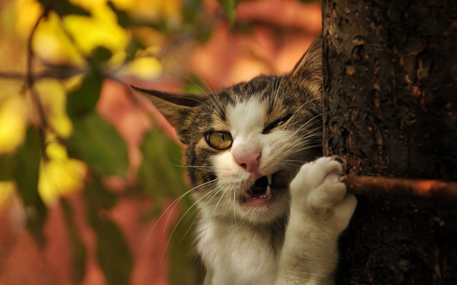 Cat climbing tree branch looking free wallpaper for desktop - medium preview image