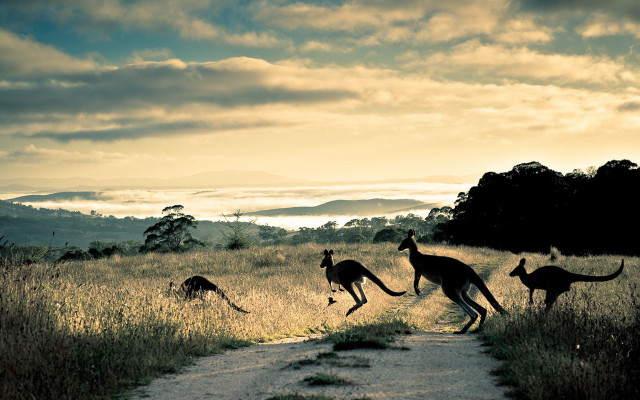 Kangaroos running field sun mountains free wallpaper for desktop - medium preview image