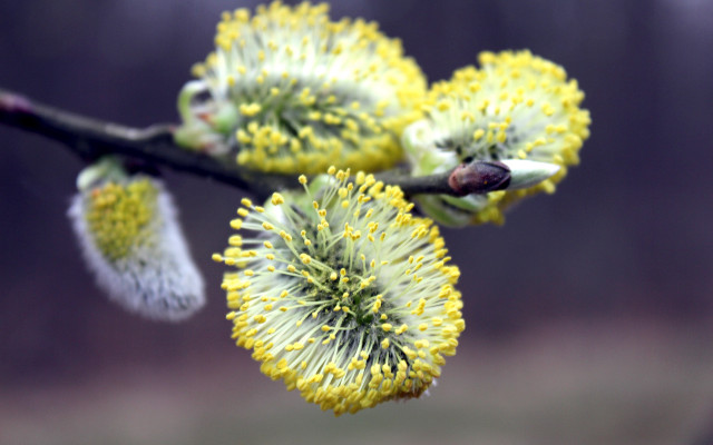 Tree branch yellow flowers buds free wallpaper for desktop - medium preview image