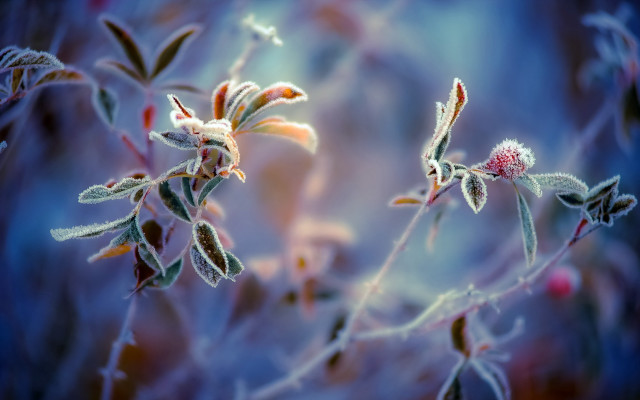 Flower macro bokeh winter frost free wallpaper for desktop - medium preview image