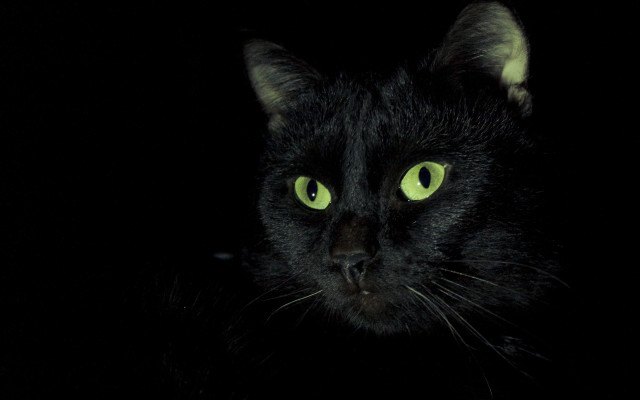 Black cat green eyes chiaroscuro free wallpaper for desktop - medium preview image