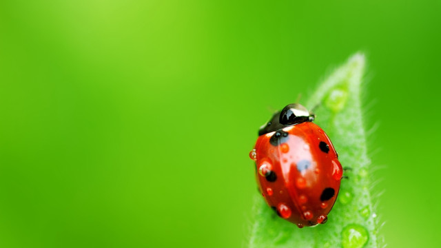 Ladybug green leaf dewdrops blade free wallpaper for desktop - medium preview image