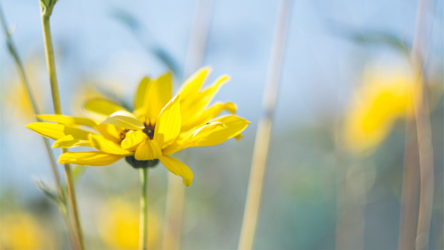 Yellow flower blurry background sunlight free wallpaper for desktop - medium preview image
